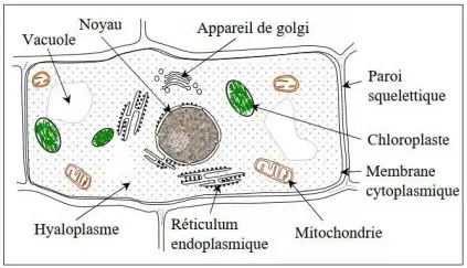 Libération de l'énergie emmagasinée dans la matière organique